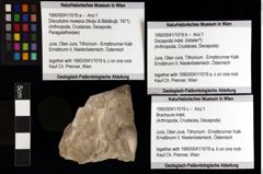 Foto (Objket + Etiketten) von Discutiolira moesica (Muţiu & Bădăluţă, 1971) 